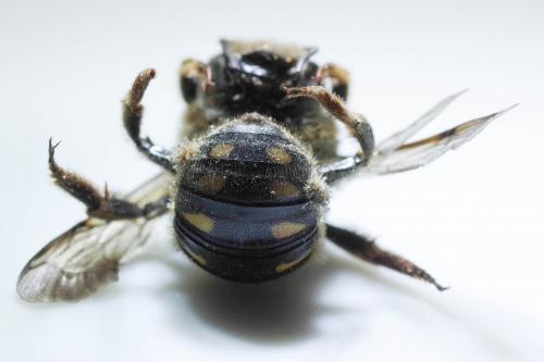 Anthidium septemspinosum